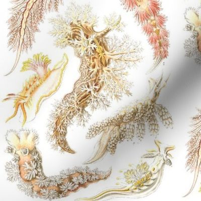 nudibranch white