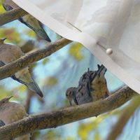 Mourning Doves, Bright