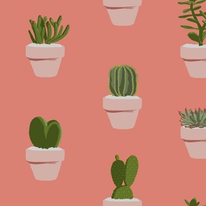 Cacti and Succulents (original)