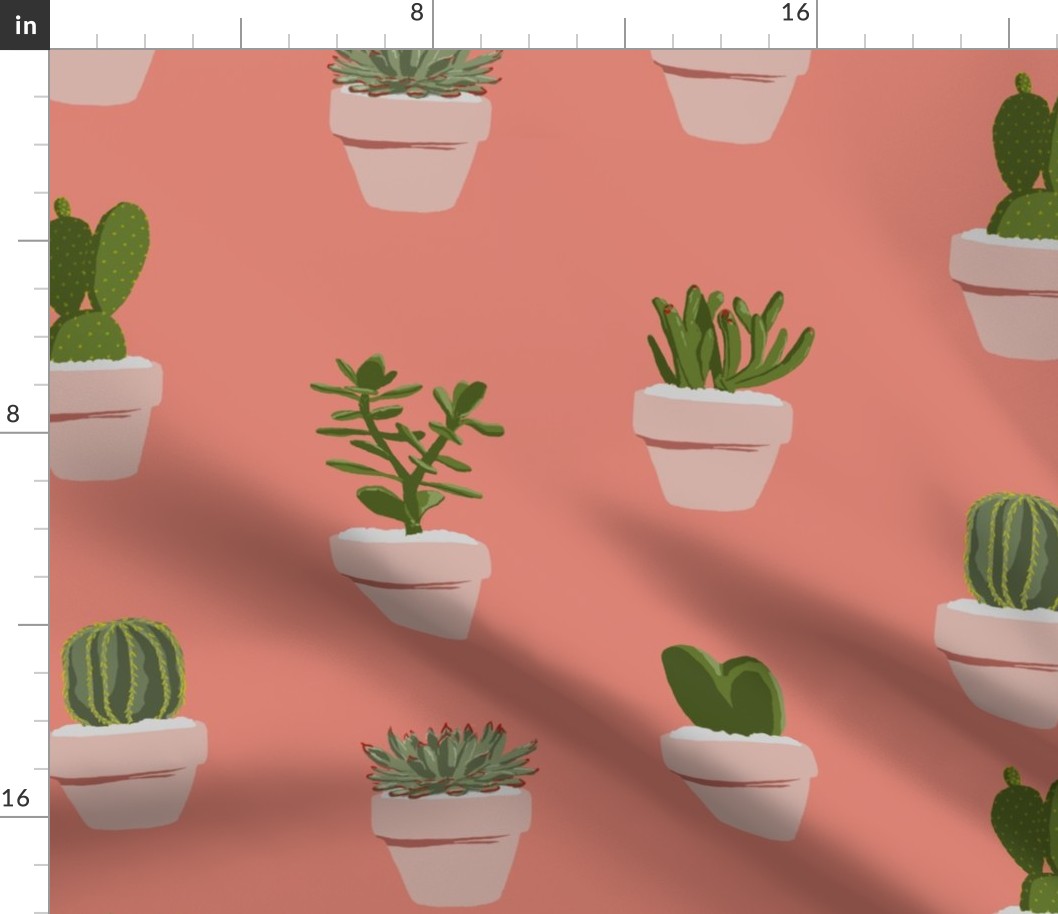 Cacti and Succulents (original)