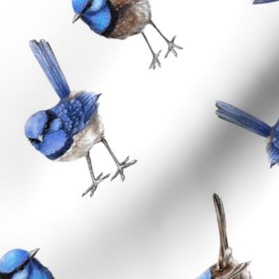 Blue Wrens on White, Bias Larger