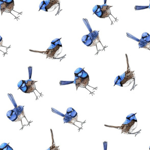 Blue Wrens on White, Bias Larger