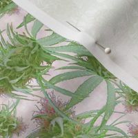 Cannabis Pink Bud (2)