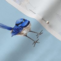 Splendid Fairy Wren on Light Blue