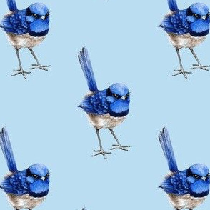 Splendid Fairy Wren on Light Blue