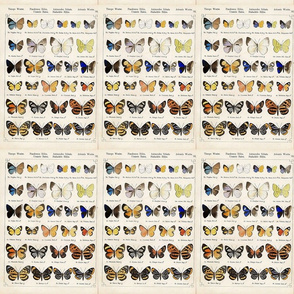 Butterflies__exotic-_Staudinger