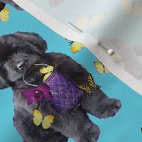 Newfy puppy with butterflies