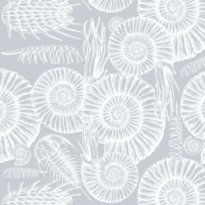 ammonite gray and white