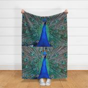 pauw - peacock