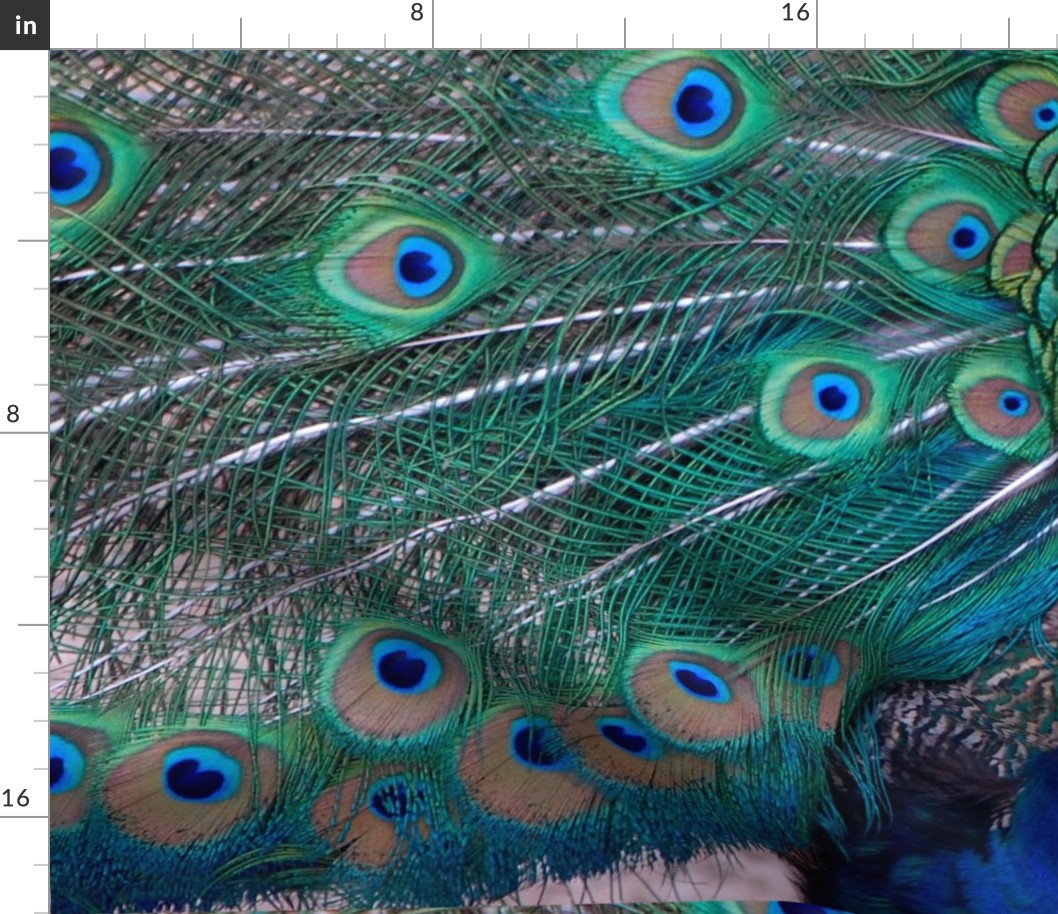 pauw - peacock