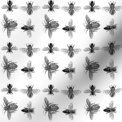 Black and White Honey Bees, Vintage Insect Drawings