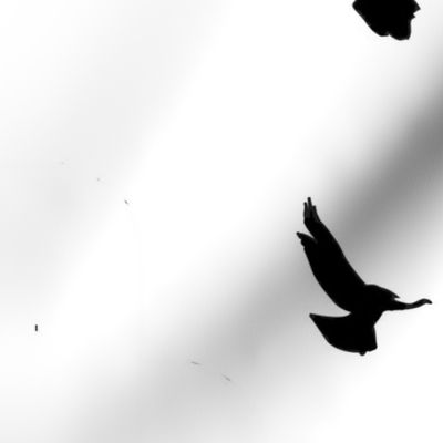 crows-1