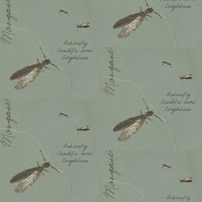 Dobsonflies