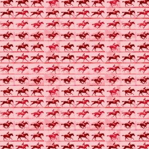 Muybridge Gallop (rose)