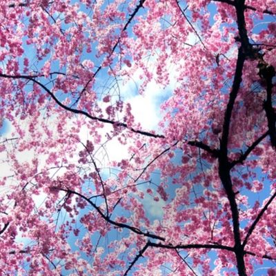 Pink Japanese Cherry Blossom Sakura with Branches Photo