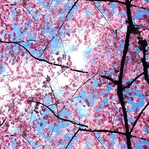 Pink Japanese Cherry Blossom Sakura with Branches Photo