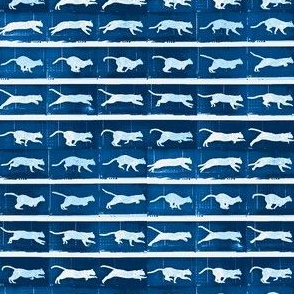 Muybridge Pounce (indigo)