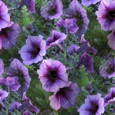 Purple Plum Petunias