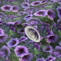 Purple Plum Petunias