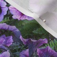 Purple Plum Petunias