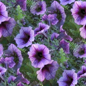 Purple Plum Petunias