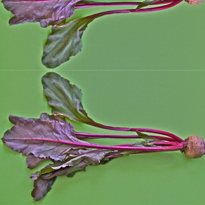 pink beets large