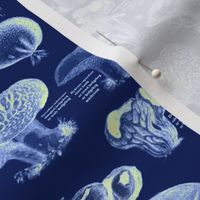 Navy Blue Mushroom Pattern - Vintage Botanical Illustration