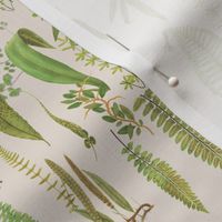 Ferns on Parchment // mini