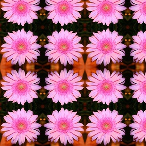 Pink daisy