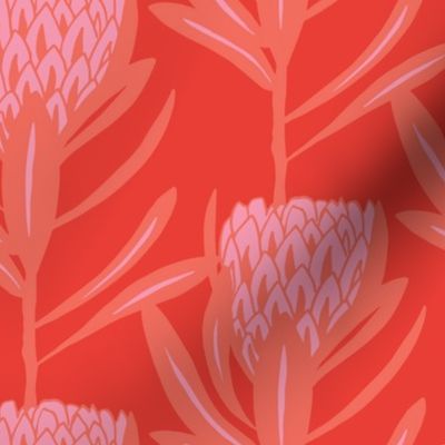 Protea Large - Coral Bright