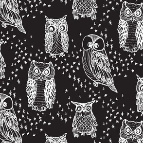 Little Owl in Black