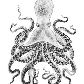 Octopus in Reverse on White