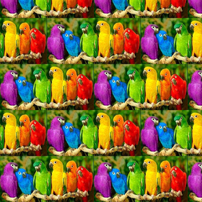 Rainbow Parrots