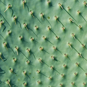 cactus spikes 