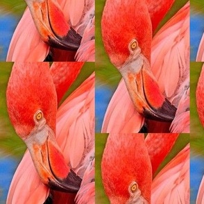 Tropical Pink Flamingo Wildlife Photograph~ 3.5" x 5" Drop Repeat