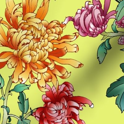 chrysantemum_lime