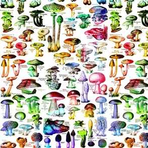 Rainbow Mushroom Pattern - Colorful Mushrooms