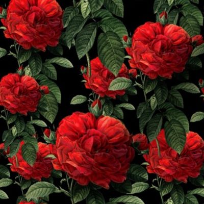 Redoute' Roses ~ Riot of Red ~ Blackmail