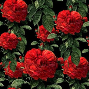 Redoute' Roses ~ Riot of Red ~ Blackmail