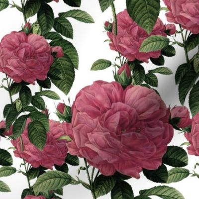 Redoute' Rose ~ Riot of Pink