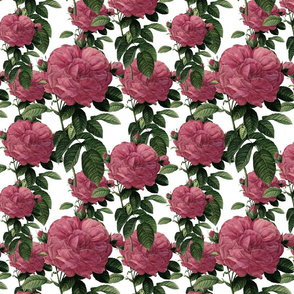 Redoute' Rose ~ Riot of Pink