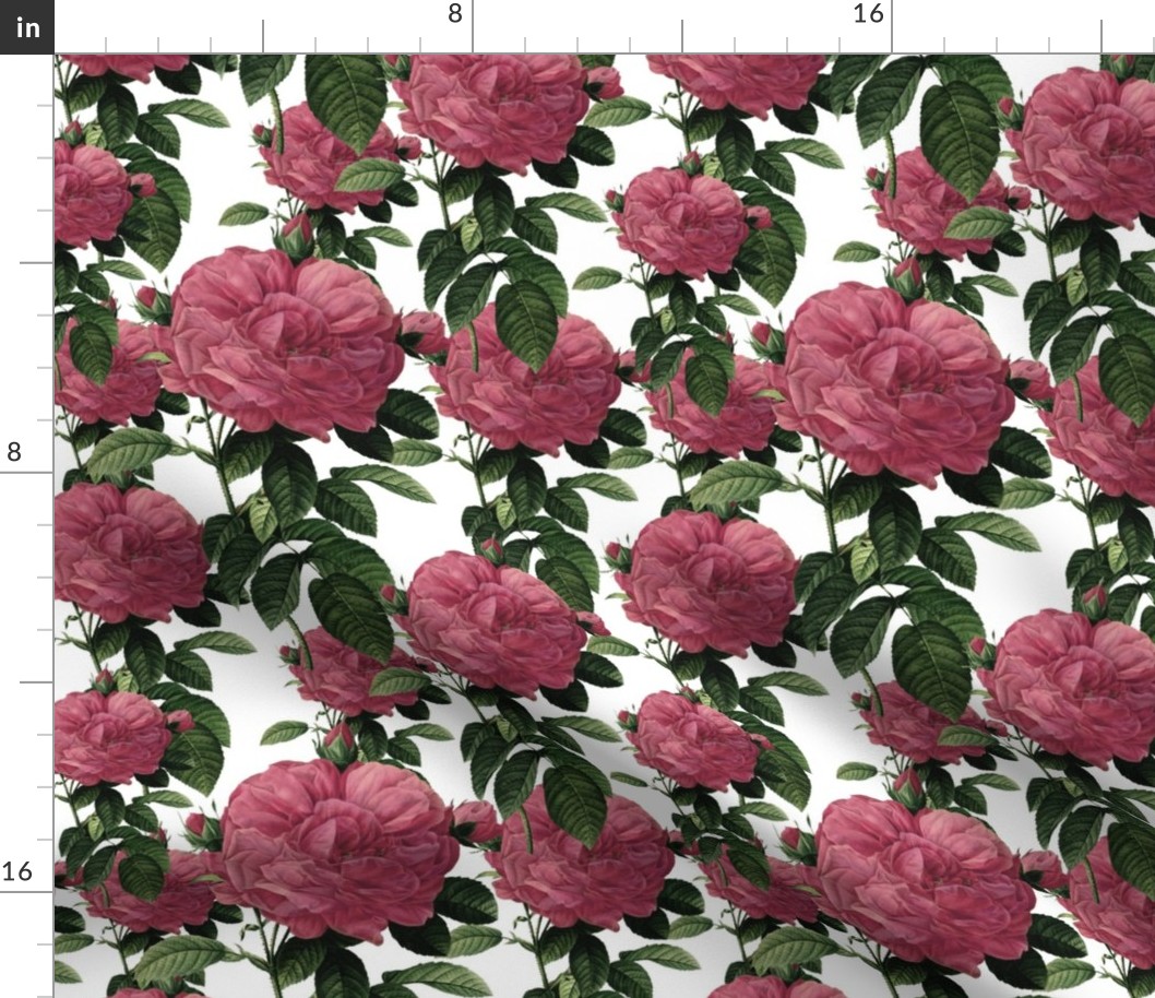 Redoute' Rose ~ Riot of Pink