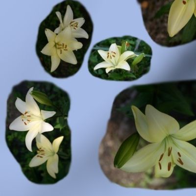 SterlingStarLilies