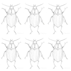 Beetle Bugs