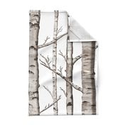 Birch Forest in Black and White