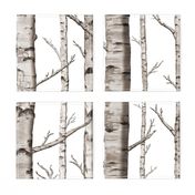 Birch Forest in Black and White