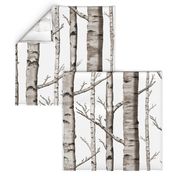 Birch Forest in Black and White