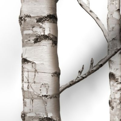 Birch Forest in Black and White