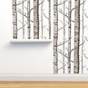 Birch Forest in Black and White