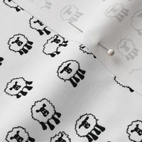 Sheep in Black and White